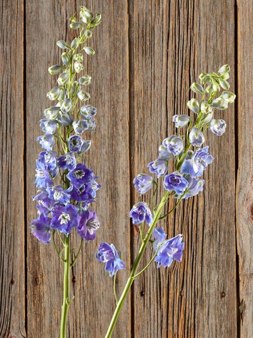 Candle  Blue Hybrid Delphinium